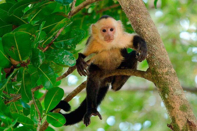 locally-guided-tambopata-amazon-jungle-tour-4-days