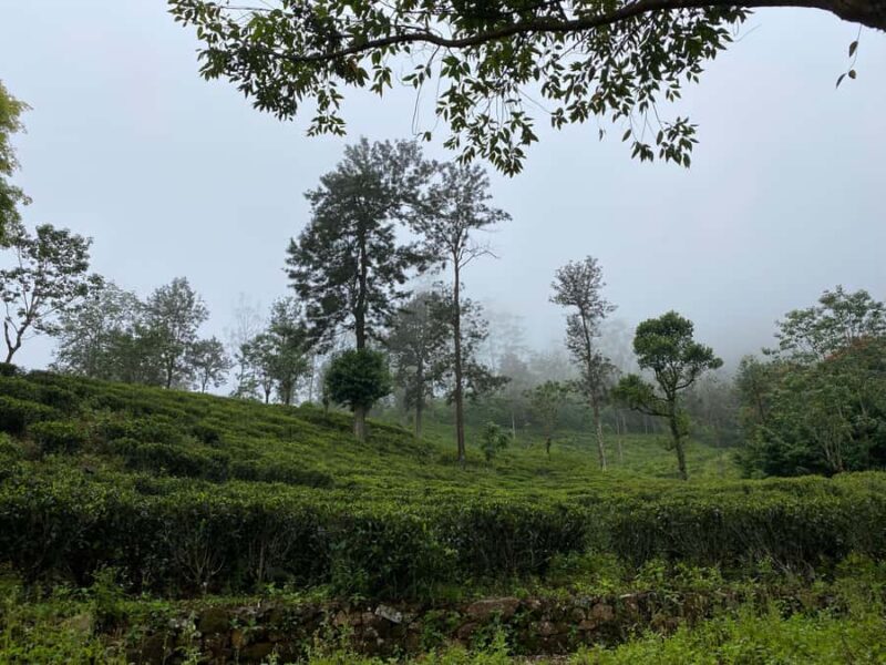 LOCATION: Hanthana to Galaha Pekoe Trail Stage 01 Trek - Key Points