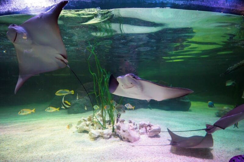 loch-lomond-sea-life-entrance-ticket