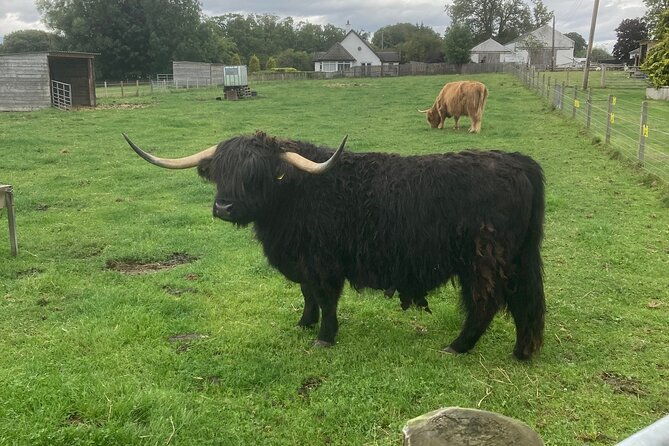 loch-ness-heilan-coos-great-glen-fort-william-and-glencoe