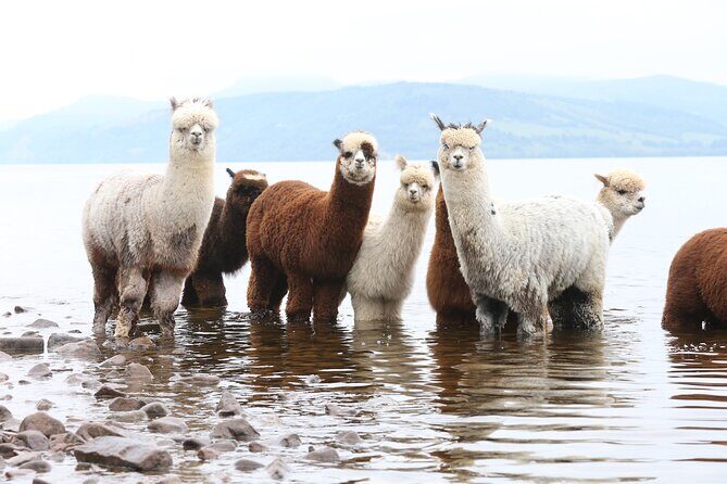 Loch Ness with Castles, Beaches, Mountains and MONSTERS - The Value and Practicalities