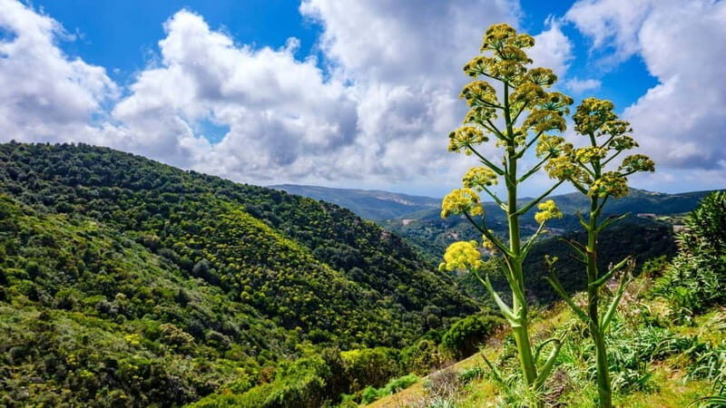 Lodè: Trekking Trip to Punta Cupeti on Montalbo - The Value of This Trek