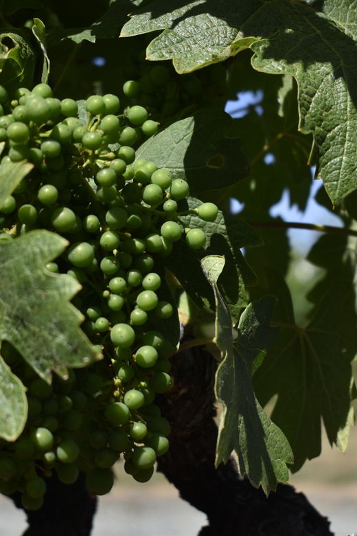lodi-wine-tasting-tour-private-customized-1-14-group