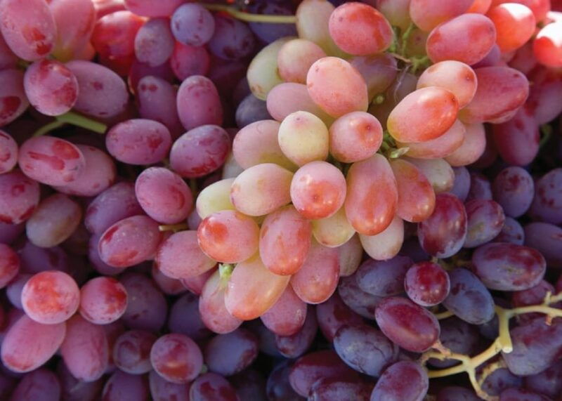 lodi-wine-tasting-tour-private-customized-1-14-group