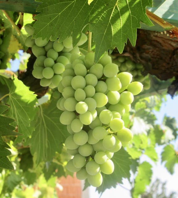 lodi-wine-tasting-tour-private-customized-1-14-group