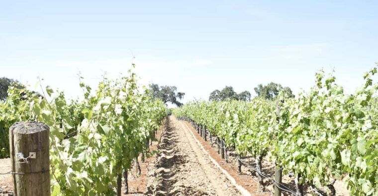 lodi-wine-tasting-tour-private-customized-1-14-group