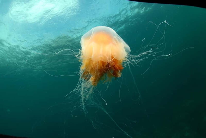 Lofoten: Family Snorkeling Tour - The Itinerary: What Makes Each Stop Special