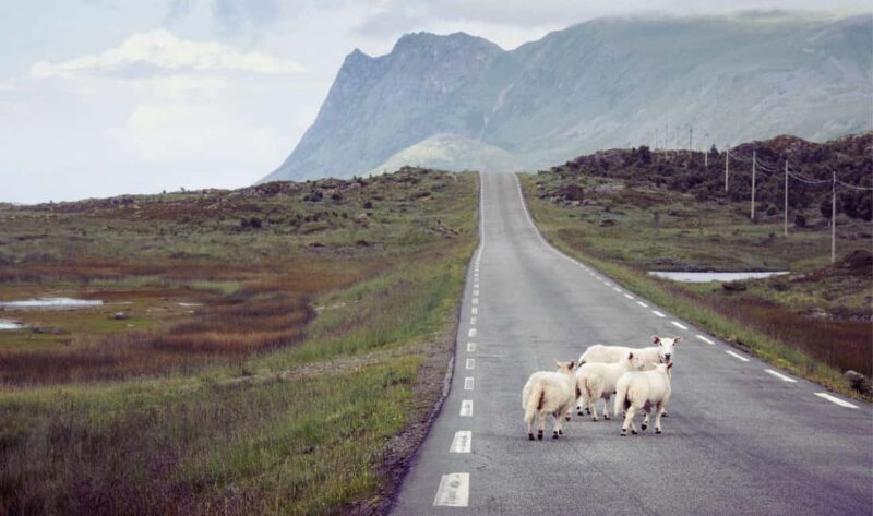 Lofoten: Full-Day Tour with a Local Chinese-Speaking Guide - Authentic Experiences and Insights from Reviewers  