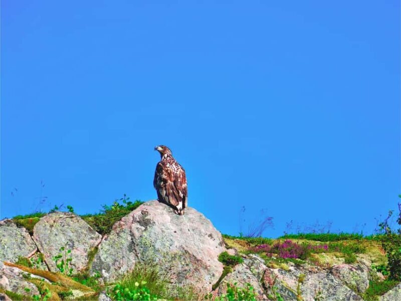 Lofoten: Sea Eagle Sunset Cruise - Practical Information and Tips