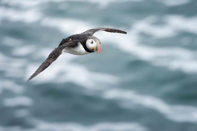 Lofoten: Sea Safari & Sightseeing Adventure by RIB - Exploring Lofoten by Sea: A Closer Look at the Sea Safari & Sightseeing Adventure by RIB