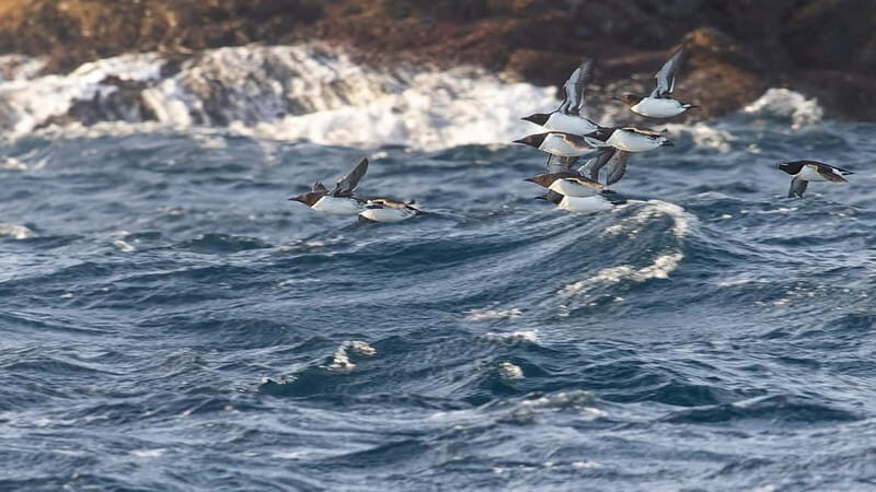 Lofoten: Sea Safari & Sightseeing Adventure by RIB - Key Points