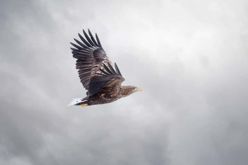 Lofoten: Sea Safari & Sightseeing Adventure by RIB - Final Thoughts