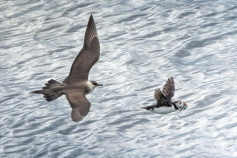 Lofoten: Sea Safari & Sightseeing Adventure by RIB - FAQ