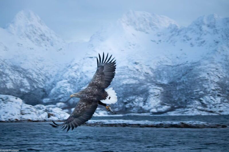 lofoten-trollfjord-sea-eagle-safari-by-rib-boat