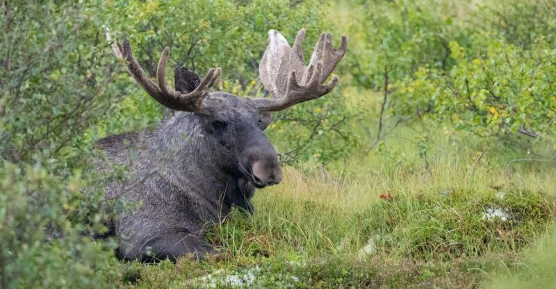lofoten-wildlife-safari