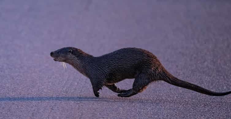 lofoten-wildlife-safari