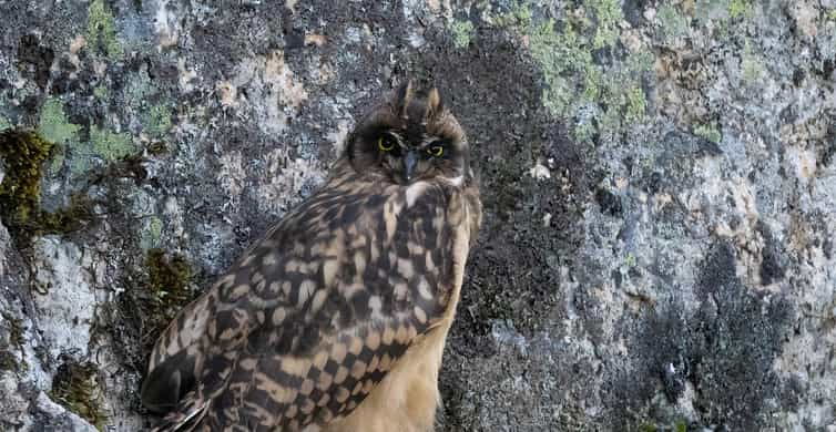 lofoten-wildlife-safari