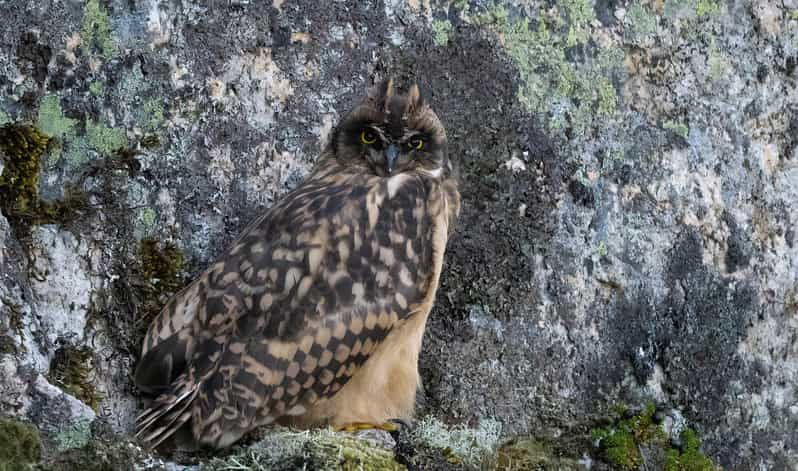 lofoten-wildlife-safari