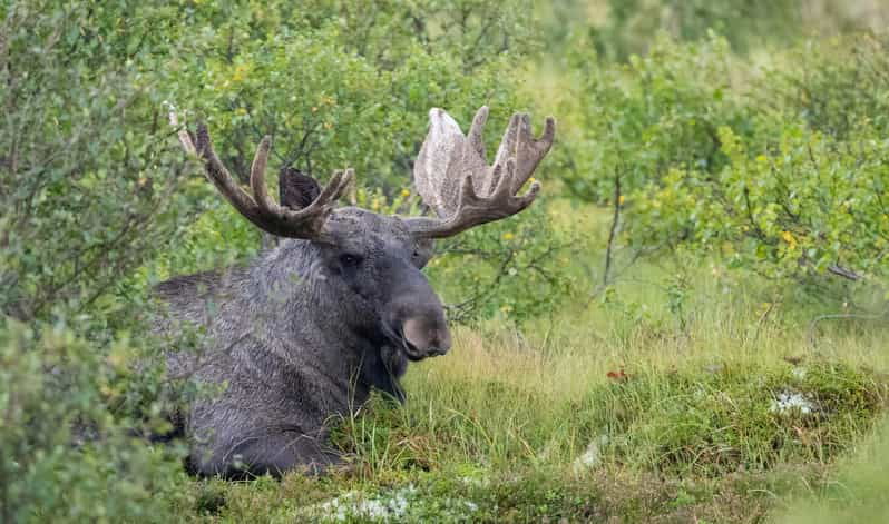 lofoten-wildlife-safari