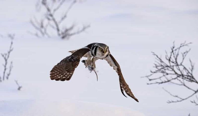 lofoten-wildlife-safari