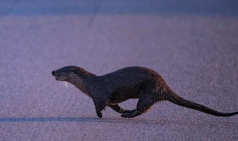 lofoten-wildlife-safari