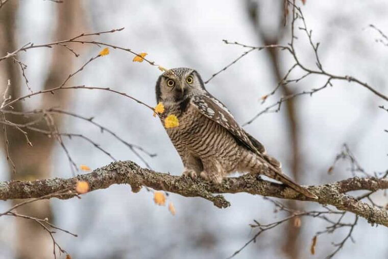 lofoten-wildlife-safari