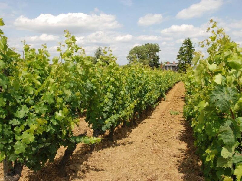 loire-valley-tour-wine-tasting-vouvray-chinon-bourgueil