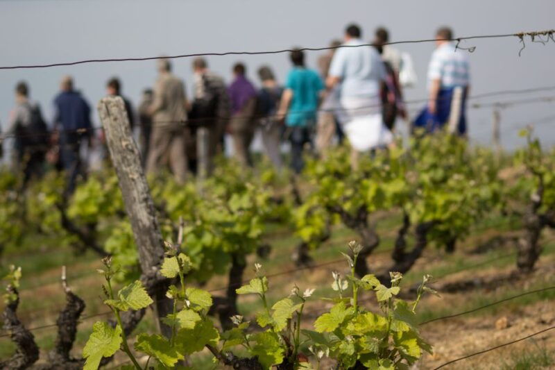 loire-valley-vouvray-vineyard-tour-and-wine-tasting