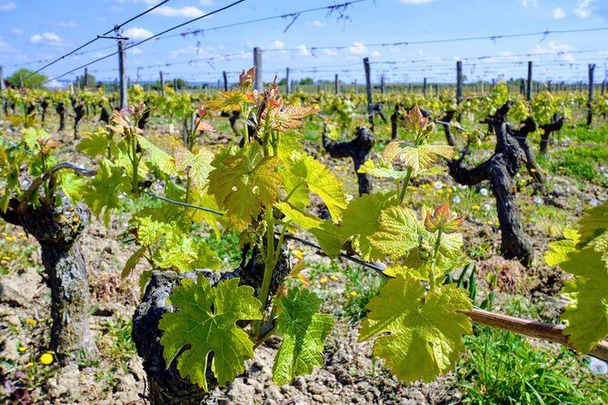 Loire Valley Wines and Castle Small Group Day Trip from Paris - What Makes This Tour Stand Out?