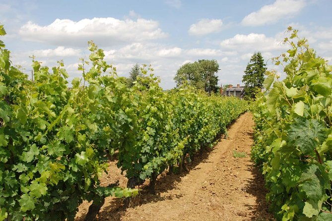 loire-valley-wines-private-day-tour-with-tastings-from-tours-or-amboise