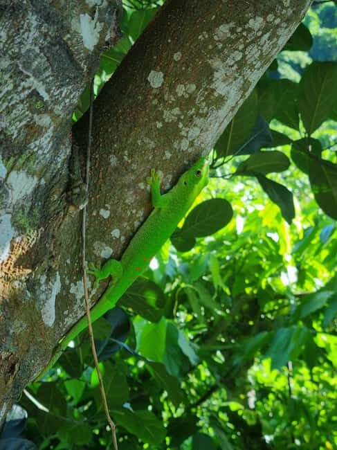 Lokobe fauna and flora excursion - An In-Depth Look at the Lokobe Fauna and Flora Excursion