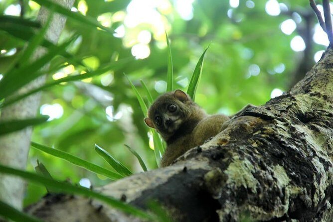 Lokobe Reserve - The Itinerary in Depth