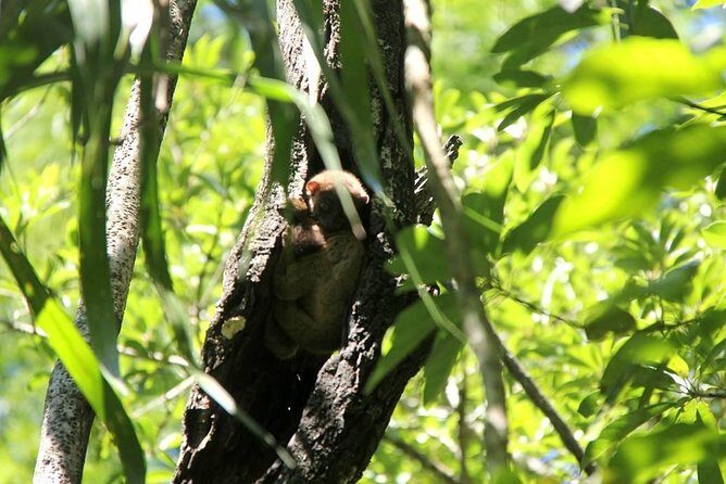 Lokobe Reserve - The Sum Up: Who Will Love This Tour?
