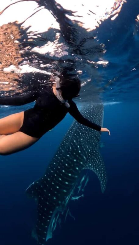 Lombok: 2-Day Whale Shark Snorkeling & Kenawa Island Tour - Who Would Love This Tour?
