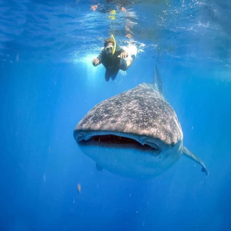 Lombok: 2-Day Whale Shark Tour to Sumbawa with Snorkeling - Exploring the 2-Day Whale Shark Tour from Lombok to Sumbawa