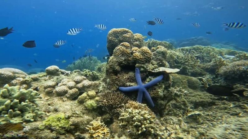 Lombok: 5 Gili Islands Snorkeling Tour With Private Boat - Key Points