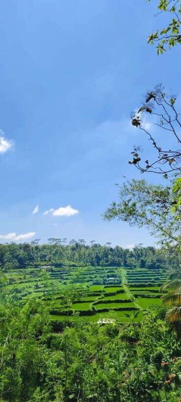 lombok-black-monkey-rice-terace-waterfall-tetebatu