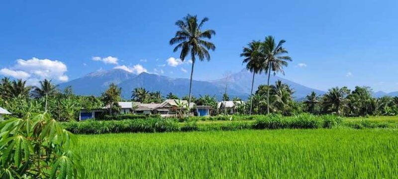 lombok-black-monkey-rice-terace-waterfall-tetebatu