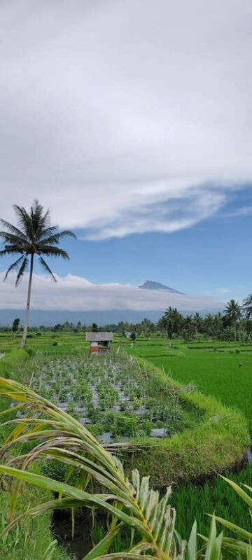 lombok-black-monkey-rice-terace-waterfall-tetebatu