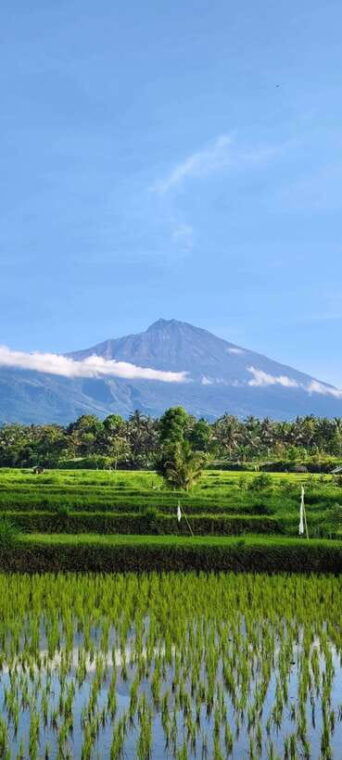 lombok-black-monkey-rice-terace-waterfall-tetebatu
