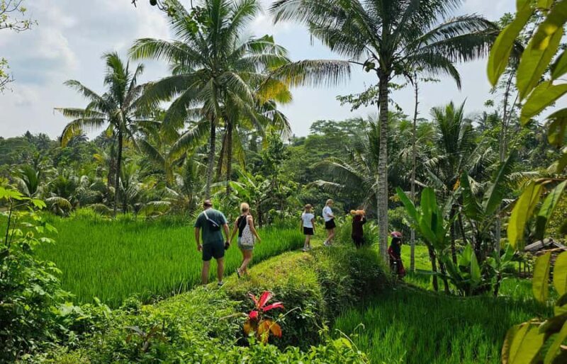 Lombok: Coffee Experience, Rice Terraces & Waterfalls Tour - Transportation, Timing, and Comfort