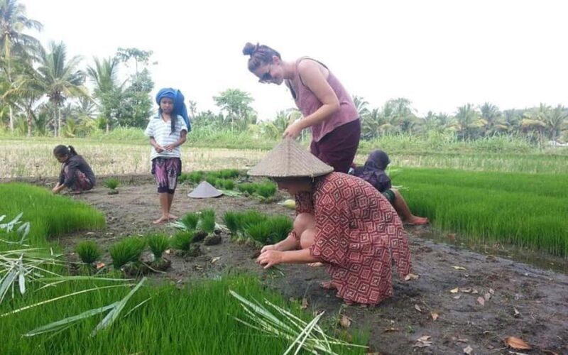 Lombok: Culture, Rice Terrace, and Waterfall Full-Day Tour - Key Points