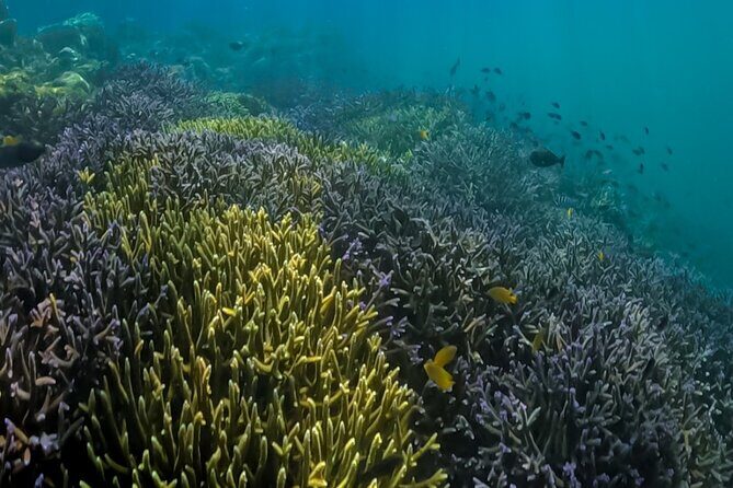 Lombok Day Trip - Privat Snorkeling Gili Nanggu,Gili Kedis,Sudak - FAQs