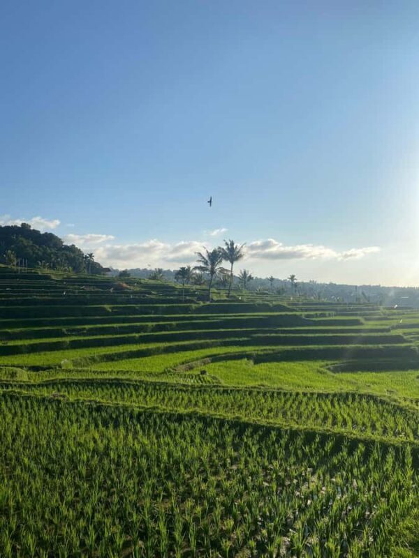 Lombok Escape: Nature, Culture & Sembalun Highlands Day Trip - Lunch with a View