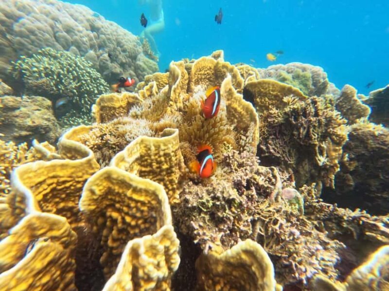 Lombok: Gili Nanggu Sudak and Kedis Snorkeling Tour - Key Points