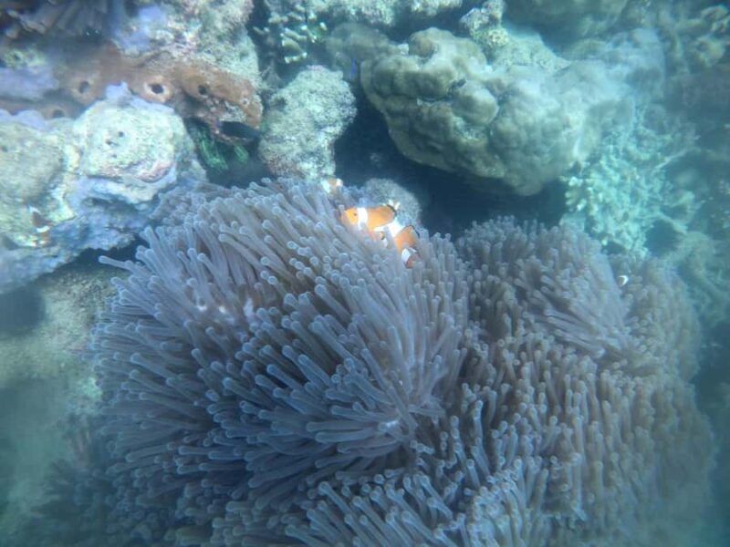 Lombok: Gili Nanggu Sudak and Kedis Snorkeling Tour - The Sum Up: Is It Worth It?