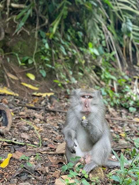 lombok-hiking-rice-terrace-waterfalls-tour