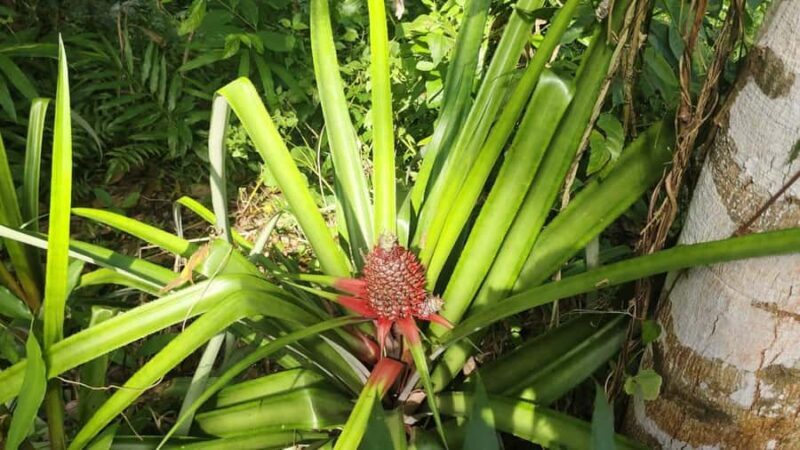 Lombok: Jungle Hike, Food Foraging, and Cooking Class - Final Thoughts