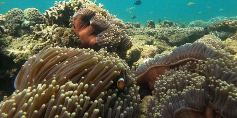 lombok-pink-beach-boat-trip-snorkeling-relaxing