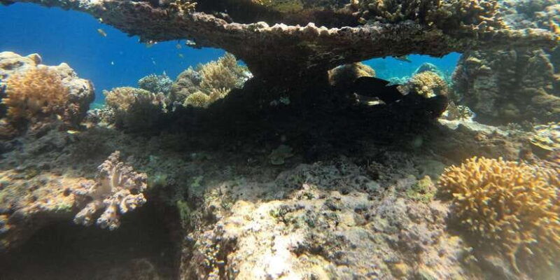 lombok-pink-beach-boat-trip-snorkeling-relaxing